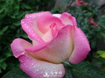微型月季怎樣養(yǎng)殖可以更好的開花