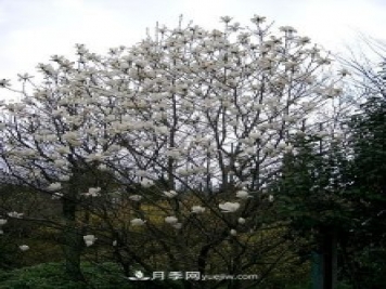 南陽(yáng)玉蘭三姐妹：中土原生白玉蘭與紫玉蘭，北美舶來洋玉蘭