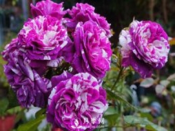 芬芳寶石和躲躲藏藏月季如何養(yǎng)？