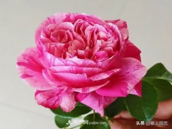 藤月盤扎時經(jīng)常扎的手疼，推薦無刺的藤本月季品種