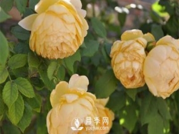 發(fā)酵農(nóng)家肥不徹底對(duì)南陽(yáng)月季花有什么影響？