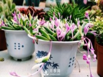 走進鄭州市陳砦花卉交易市場感受花樣年味