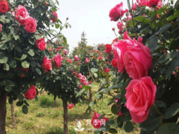 盆栽樹狀月季日常養(yǎng)護(hù)要及時(shí)修剪和預(yù)防病蟲害