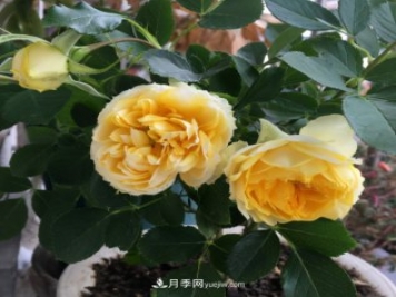 冬季實惠的裸根月季，栽種做好3件事讓冬季室內開滿花