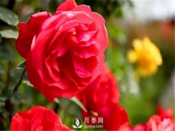 地栽月季，春季如何施肥？