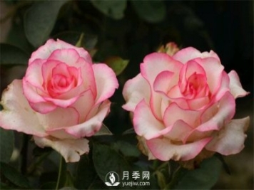 月季栽培月歷，南陽(yáng)月季園4月的養(yǎng)護(hù)工作