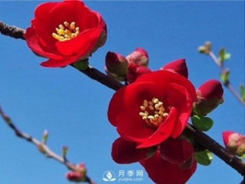 海棠的繁殖方法，景觀盆栽與管理