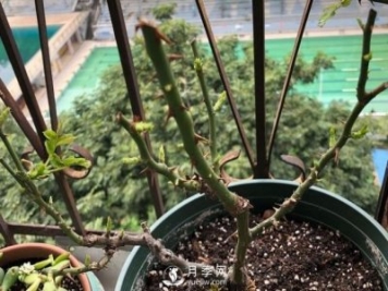 月季如何抹芽？這三類芽必除之！