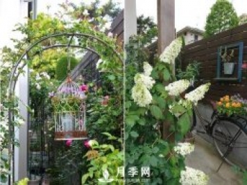 最耐陰的藤本月季，你知道嗎