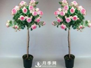美哭！超級(jí)棒的棒棒糖迷你月季樹(shù)