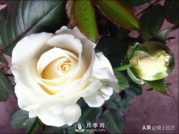 雪山系列月季品種，美麗的手捧花，還是經(jīng)典的花園明星