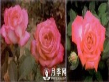 俞紅強(qiáng)團(tuán)隊(duì)自育月季新品種有哪些？
