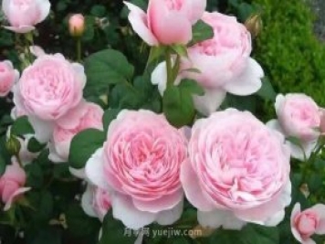 瑞典女王月季一年開(kāi)幾次花？有哪些優(yōu)缺點(diǎn)？