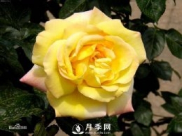 微型月季是現(xiàn)代月季的一種 適合于做盆栽月季
