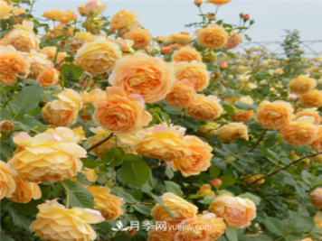 新手推薦3款月季品種，四季花開不斷越養(yǎng)越上癮