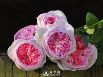 月季、薔薇開(kāi)花還“結(jié)果”，微型月季盆栽放陽(yáng)臺(tái)，1年開(kāi)花300天