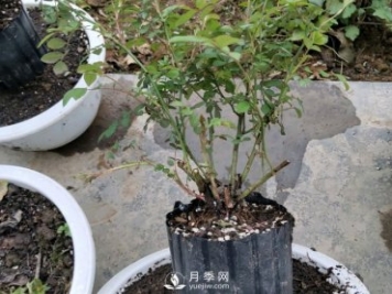 薔薇根嫁接的月季會(huì)長(zhǎng)粗筍嗎？粗筍的位置從哪里長(zhǎng)出來(lái)