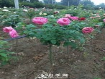 花農(nóng)又出新花樣！歐月嫁接到樹(shù)上，歐月棒棒糖