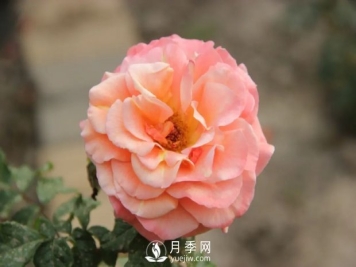 泰達(dá)秋月月季的優(yōu)缺點(diǎn)是什么？