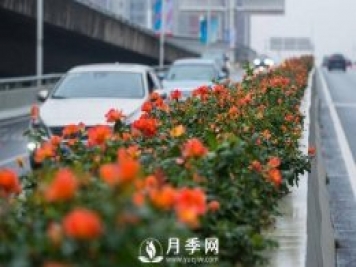 月季花期可調(diào)控，看武漢10月中旬月季花艷麗開放