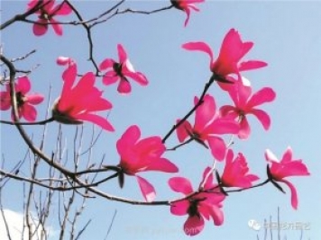 玉蘭新品種，走出宜昌五峰的紅花玉蘭