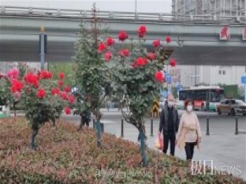 早開(kāi)5天，武漢月季提前步入花海檔期
