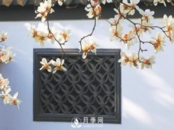 紫玉蘭名為辛夷，其實(shí)是份“心意”！了解玉蘭文化