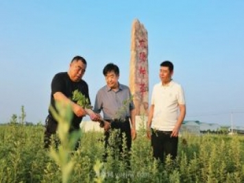 深圳發(fā)展銀行代表考察社旗縣橋頭鎮(zhèn)艾草產業(yè)