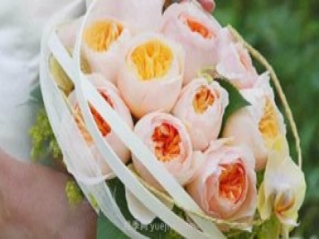 真宙月季和朱麗葉月季進(jìn)行對比，優(yōu)缺點(diǎn)一目了然
