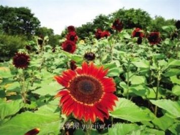 2021年鄭州植物園向日葵花展，6萬余株葵花向陽而開