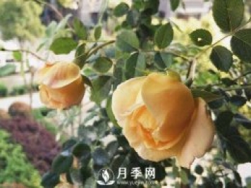 黃金慶典，艾莎，陽(yáng)臺(tái)黨必入月季品種，大美花型和香味