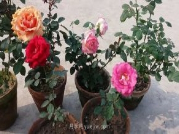 盆栽月季度夏養(yǎng)護(hù)手冊，病蟲害防治和促花技巧