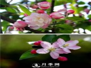 海棠花，與牡丹、蘭花、梅花并稱為“中國春花四絕”