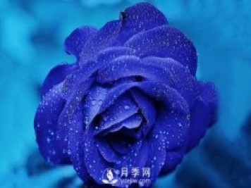 切花月季如何染色？月季與玫瑰有什么區(qū)別？