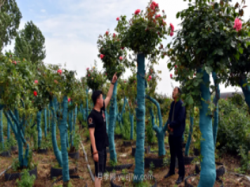 古樁月季繁花似錦，美麗經(jīng)濟(jì)花開鎮(zhèn)平