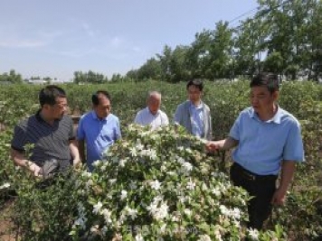 唐河唐梔子，地標農產品成農民增收致富的朝陽產業(yè)