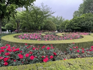 上海復(fù)興公園月季園，月季花開獻(xiàn)給市民的視覺盛宴