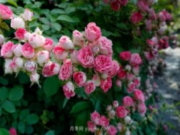 胭脂扣月季，多季開花的藤本，花期長，單枝條開花幾十朵