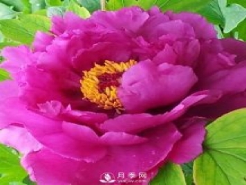 牡丹花中之王，推薦8個品種絕對驚艷到你