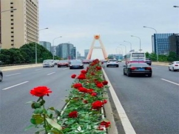 “高顏值”大花月季上街！四川成都立交橋月季花帶來了！