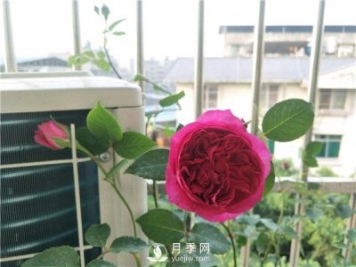 秋日胭脂月季，推薦特別香的切花月季