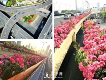 月季園林大觀，月季扮靚各大城市！