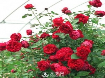 紅色系的藤本月季，簡直美得讓人驚嘆！