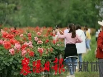 襄陽(yáng)?？担汉?jiǎn)家坪村月季花海引來眾多游客打卡