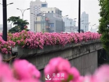 杭州高架“網(wǎng)紅月季花”都有那些品種？