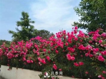工程綠化常用藤本月季品種介紹