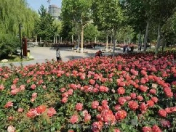 石家莊東環(huán)公園的月季正值盛花期，快來打卡