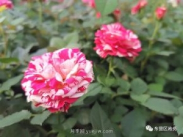 山東東營：月季盛開，這里的春天，太美了