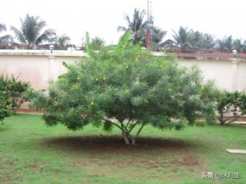 園林綠化是國家戰(zhàn)略，利潤很高，了解行業(yè)標(biāo)準(zhǔn)財(cái)富滾滾來