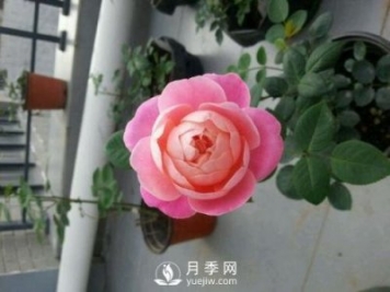 夢(mèng)之光環(huán)月季，顏值高花瓣一層層，太美了
